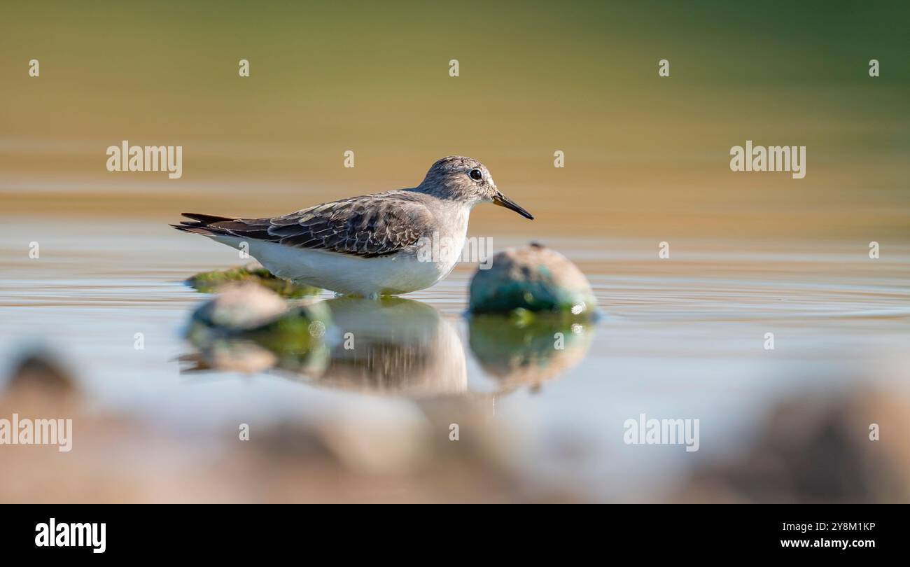 Temminck`s Stint (Calidris temminckii), Avrupa ve Asya kıtalarının kuzey kesimlerinde yaşayan bir sulak alan kuşudur. Bataklık alanlarda beslenir. Stock Photo